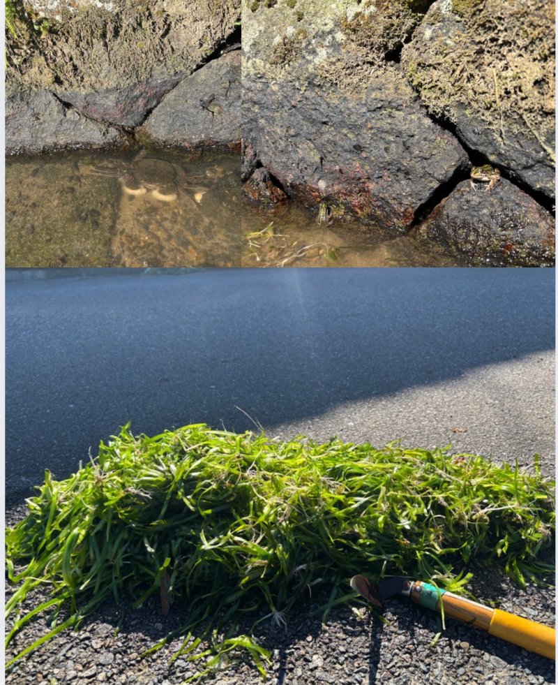 町内川清掃に参加